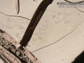 Lizard Claw Marks