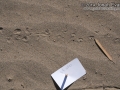 Lizard Tracks