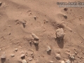 Lizard Tracks