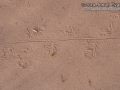 Lizard Tracks