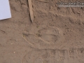 Mule Deer Tracks