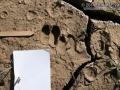 Peccary Tracks