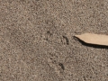 Pocket Mouse Tracks