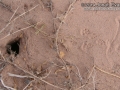 Pocket Mouse Tracks