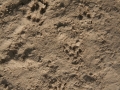 Pocket Mouse Tracks