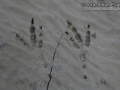 Raven Tracks