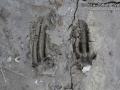 Ringtail Killed by Bobcat