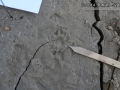 Ringtail Tracks