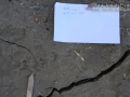 Ringtail Tracks
