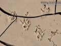 Spotted Skunk Tracks