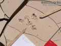 Spotted Skunk Tracks