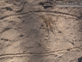 Striped Skunk Tracks