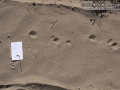 Striped Skunk Tracks
