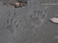 Striped Skunk Tracks