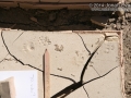 Striped Skunk Tracks