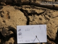 Bobcat Track