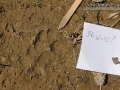 Coyote Tracks