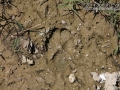 Coyote Tracks