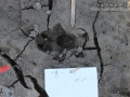 Feral Hog Tracks