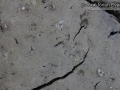 Fox Squirrel Tracks