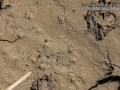Fox Squirrel Tracks