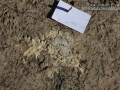 Heron Scat