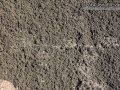 Nutria Tracks