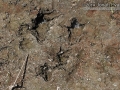 Nutria Tracks