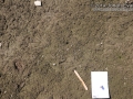 Nutria Tracks