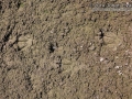 Nutria Tracks