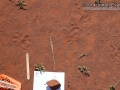 Opossum Tracks