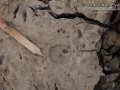 Porcupine Tracks
