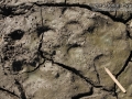 Porcupine Tracks
