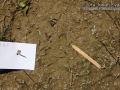 Rabbit Tracks