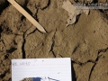 Raccoon Tracks