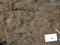 Raccoon Tracks