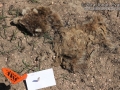 Raccoon Tracks