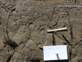 Raccoon Tracks
