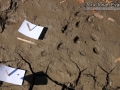 Striped Skunk Tracks