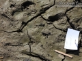 Striped Skunk Tracks