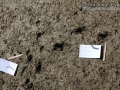 Striped Skunk Tracks