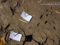 Striped Skunk Tracks