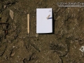 Vulture Tracks