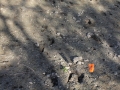 Water Buck? Tracks