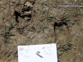 Water Buck? Tracks