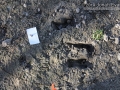 Water Buck? Tracks