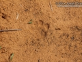 Bobcat Tracks