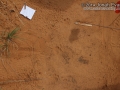 Bobcat Tracks