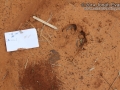 Cow Tracks