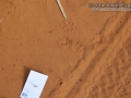 Coyote Tracks